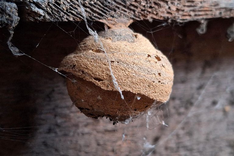 Gniazdo os w domu pod deskami podogowymi.